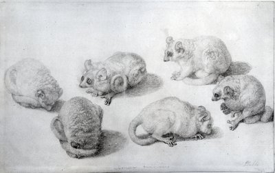 Studies van een maki, 1773 (grafiet op papier) door George Stubbs